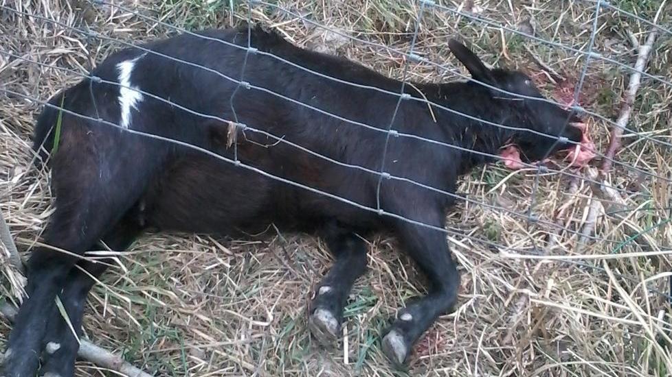 Un lupo o un ibrido sbrana tre capre