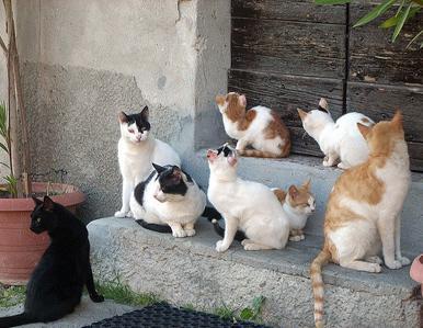 Un killer dei gatti in azione a Gallicano 