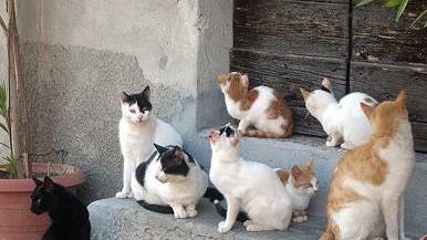 Un killer dei gatti in azione a Gallicano
