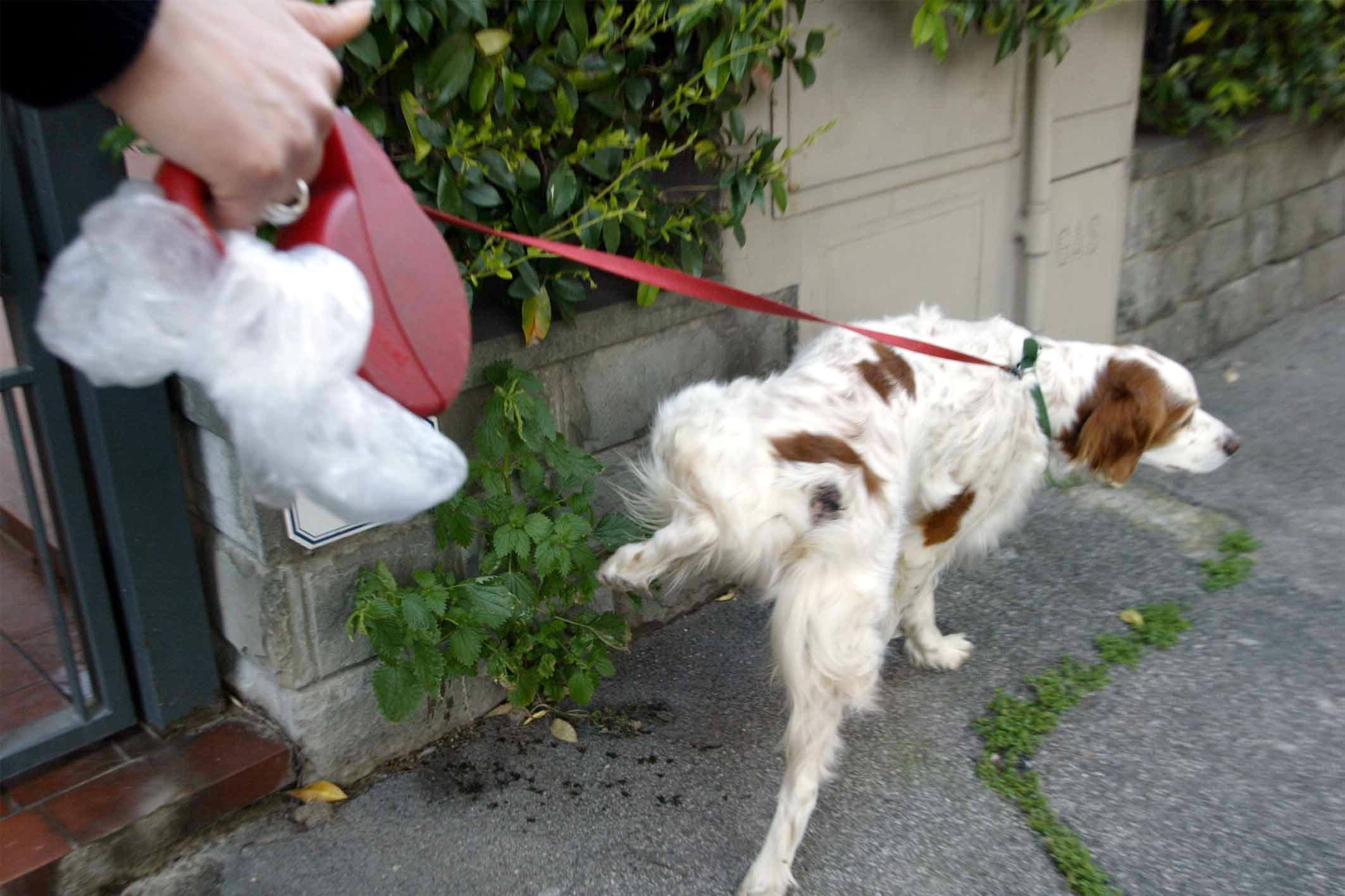 A Fucecchio multe a chi non raccoglie gli escrmenti del proprio cane (foto d'archivio)