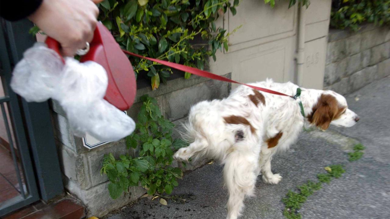 A Fucecchio multe a chi non raccoglie gli escrmenti del proprio cane (foto d'archivio)