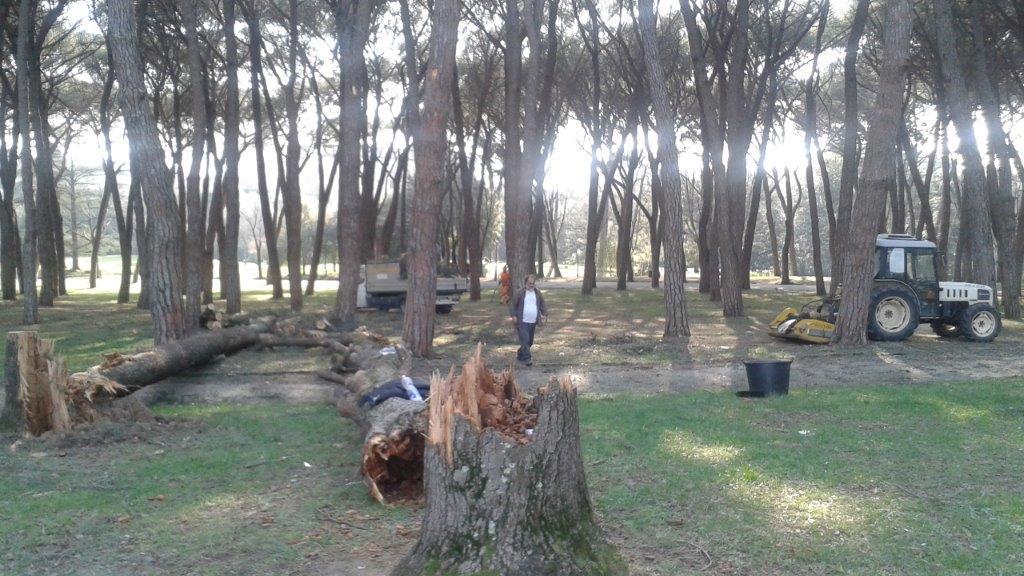 Iniziati i lavori per la messa in sicurezza della pineta termale