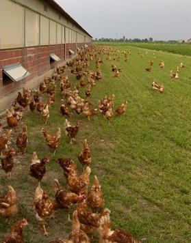 Salmonella tra le galline: da abbattere 20mila capi 