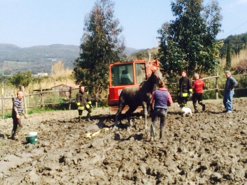 Un momento dei soccorsi al cavallo