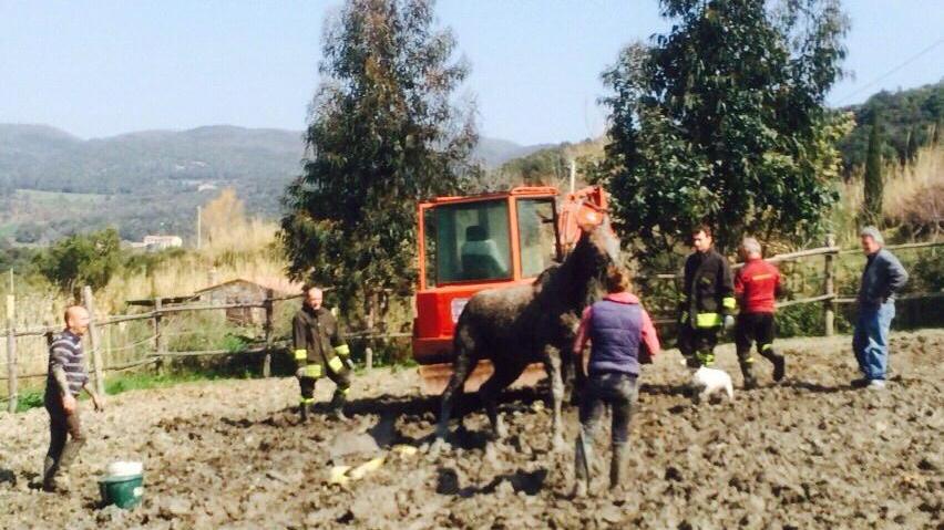 Un momento dei soccorsi al cavallo