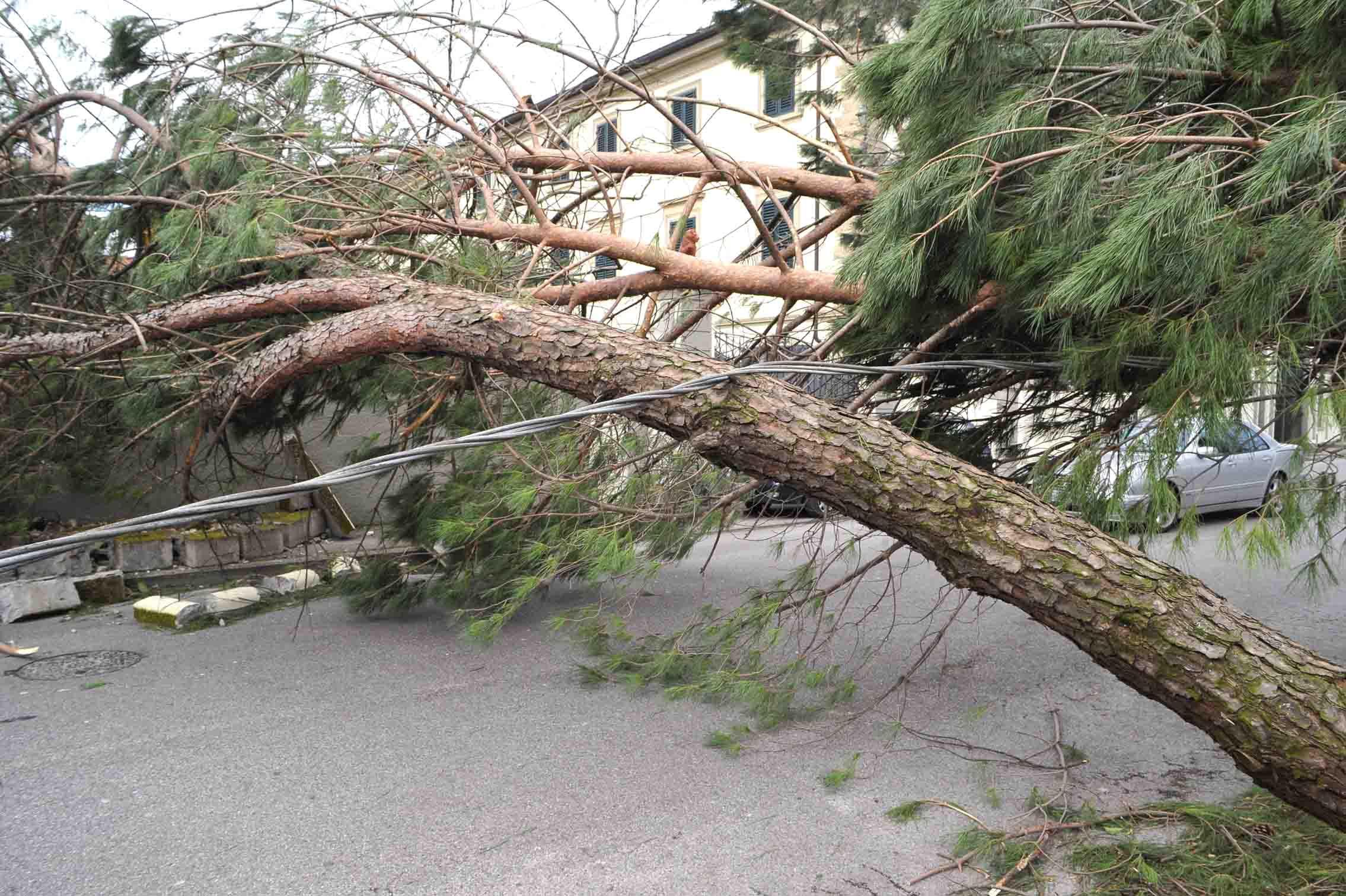 Uno dei tanti pini caduti anche ad Agliana (foto Gori)
