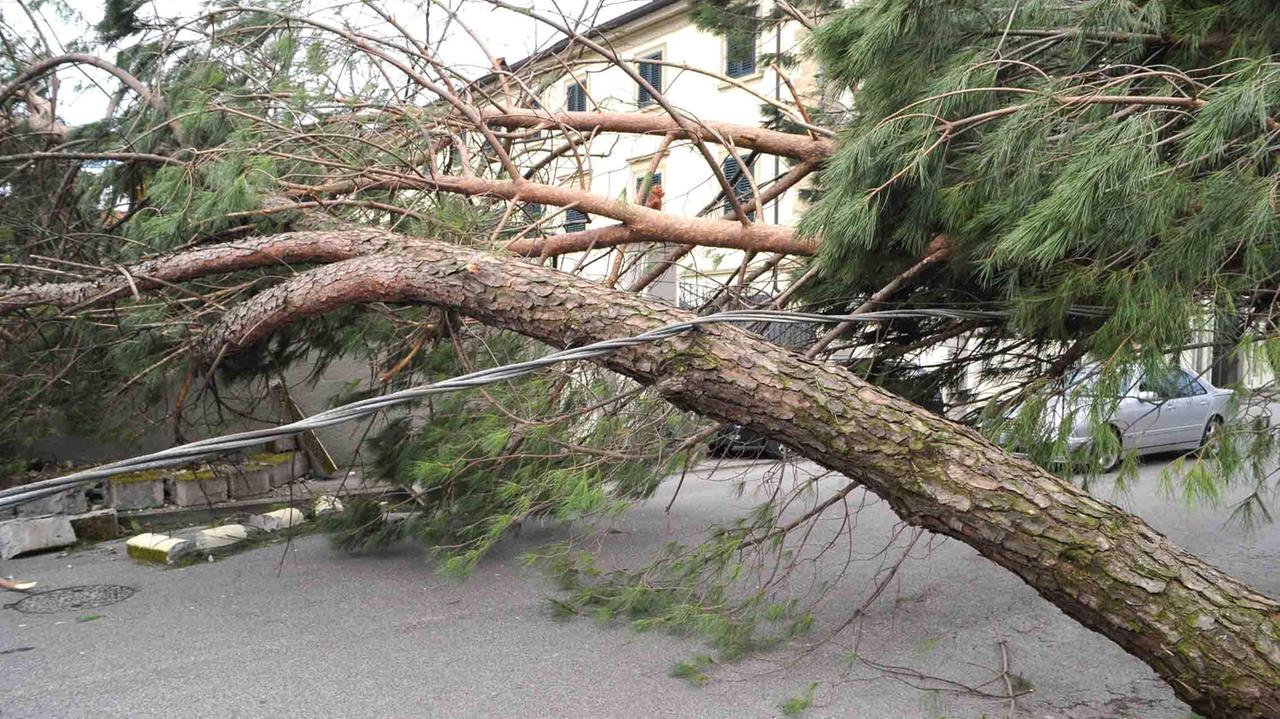 Uno dei tanti pini caduti anche ad Agliana (foto Gori)