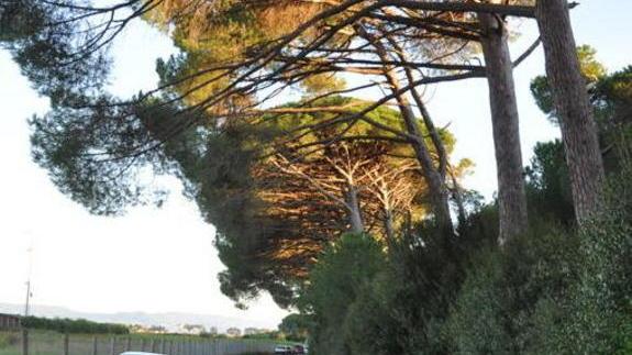 Sel: «Giù le mani dalla pineta, la strada c’è già»