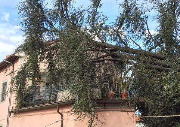 Le nostre case danneggiate da quelle piante 
