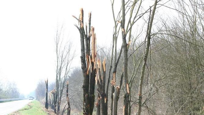La strage degli alberi sulla Panaria