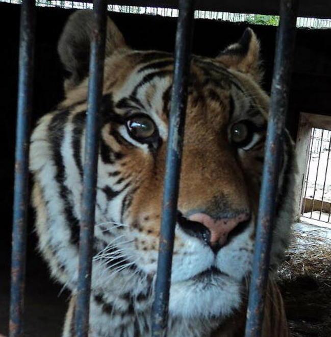 La tigre Rambo ora è in Maremma 