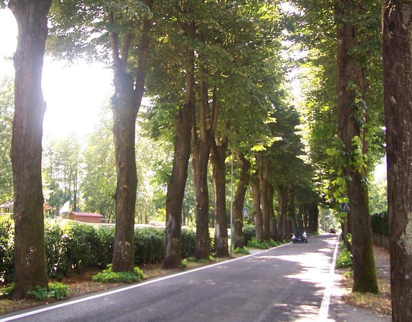 I cittadini impediscono il taglio degli alberi 