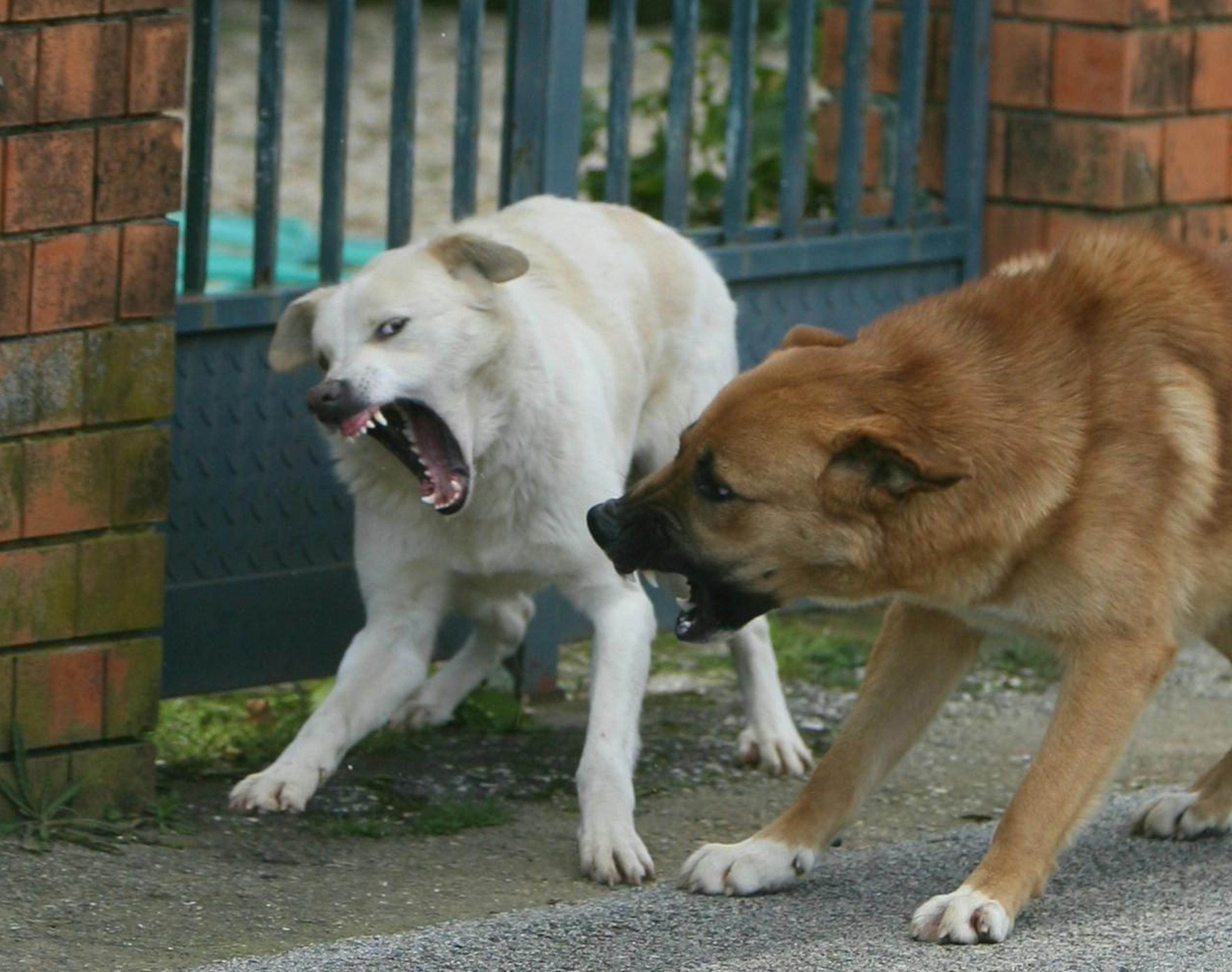 Due cani randagi (foto di archivio)