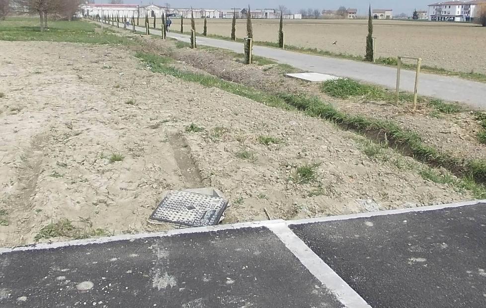 Rubato un cipresso Impronte di cani e firme sul cemento 