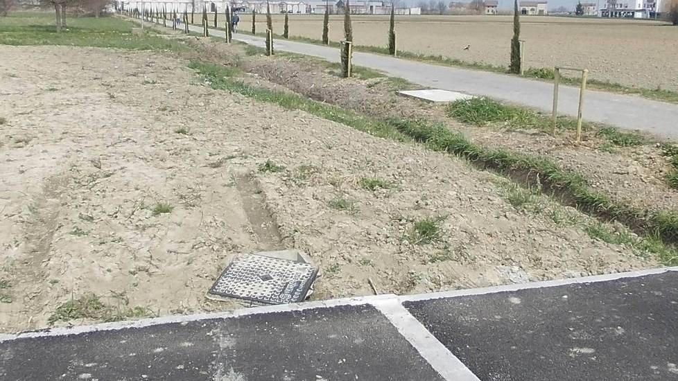 Rubato un cipresso Impronte di cani e firme sul cemento