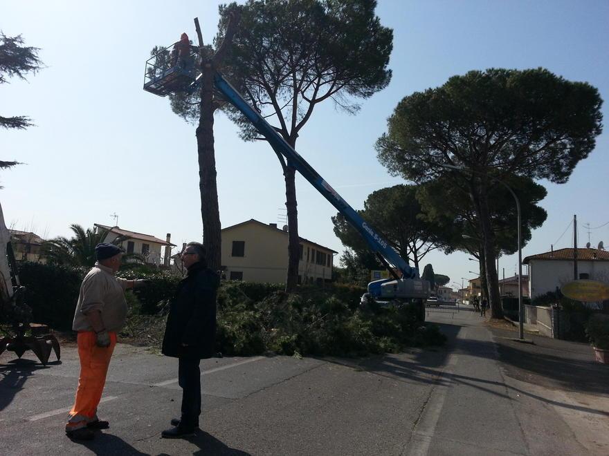Giù i pini pericolosi sulla Calcesana 