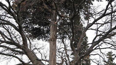 Quercia e cipresso e quell’abbraccio più forte del vento