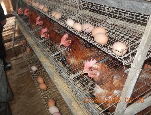 Le galline nelle loro gabbie