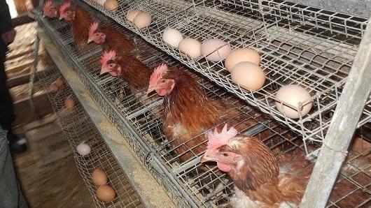 Le galline nelle loro gabbie
