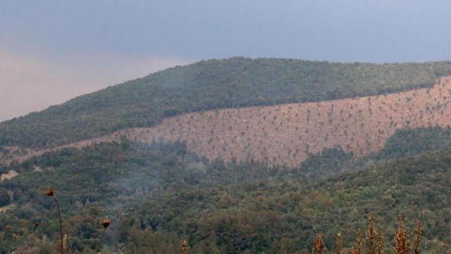 Ecco come si presenta oggi il bosco tra la Valle Benedetta e il Limoncino (Marzi Pentafoto)