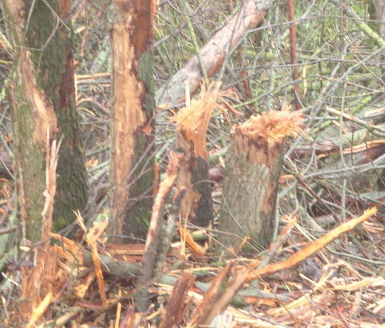 Panaria, piante devastate Ora sistemano lo scempio 