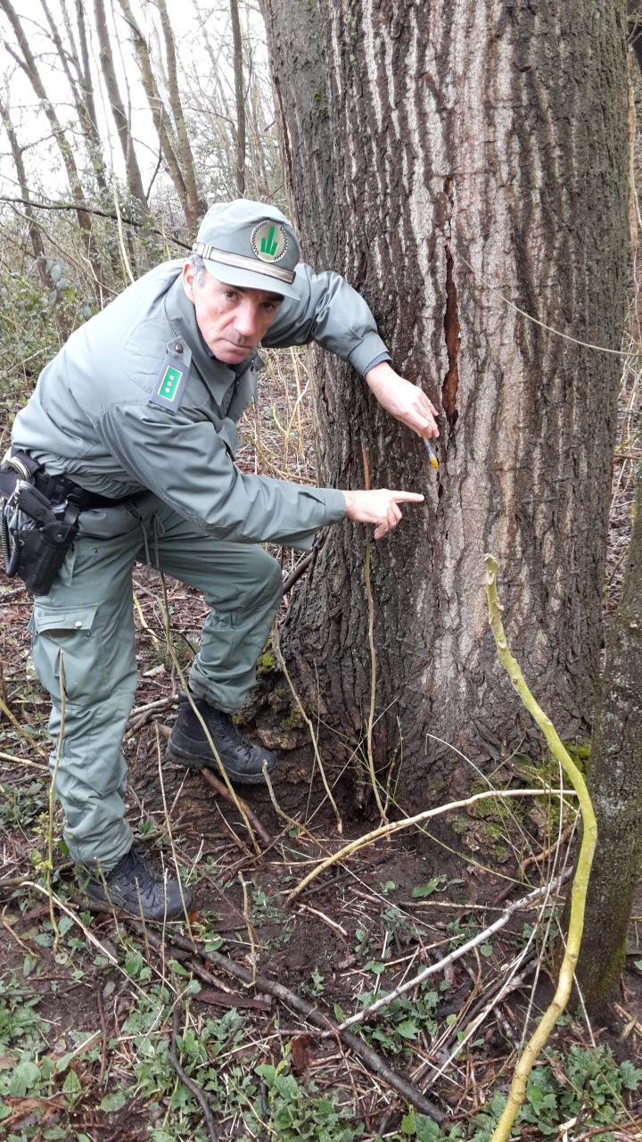 I danni agli alberi del Delta
