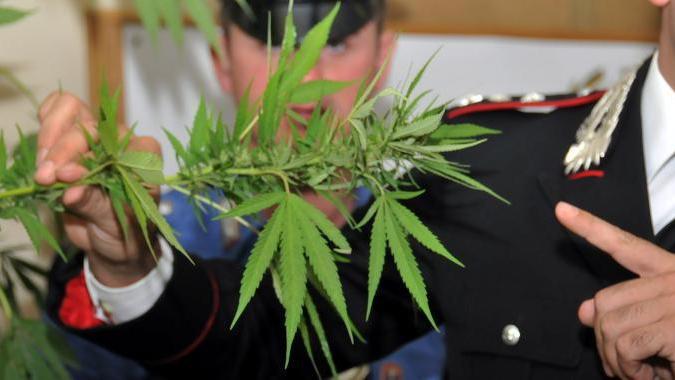 Un carabiniere mostra una piantina di marijuana (foto d'archivio)