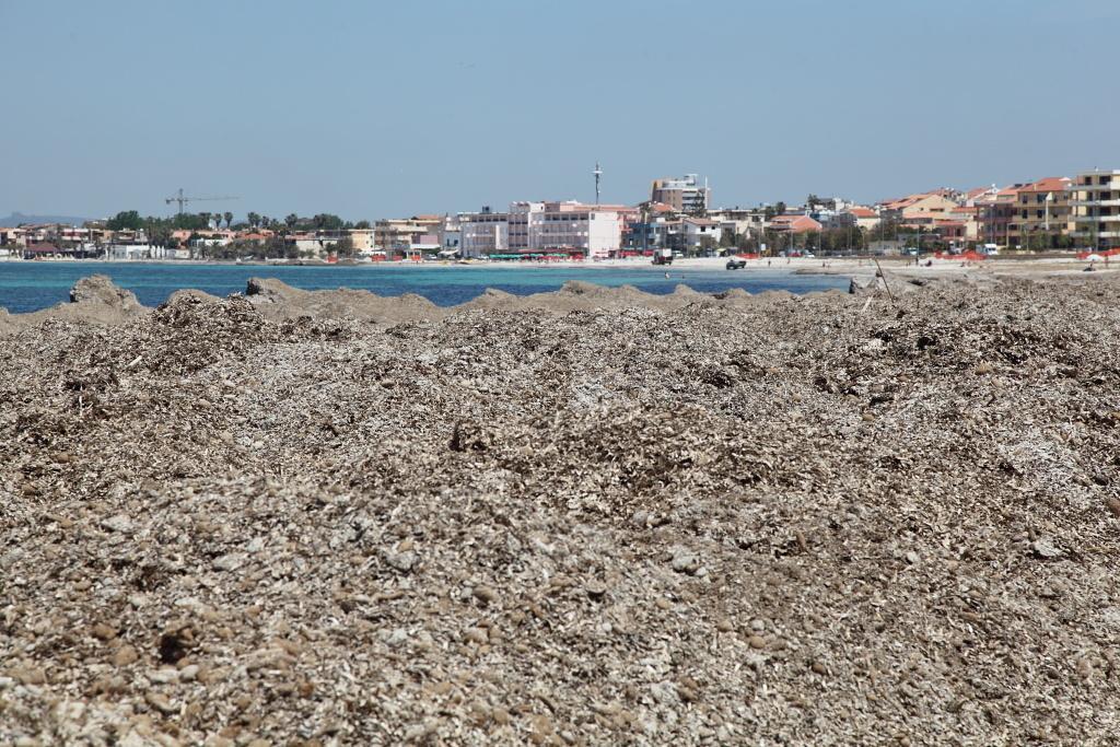 Posidonia ad Alghero