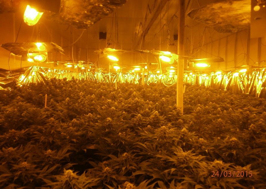Coltivano marijuana e la spediscono in Irlanda 