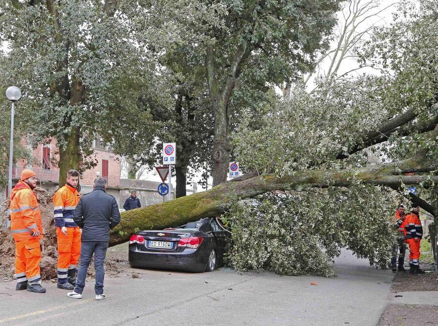 Sono 1.150 le piante sradicate in piazze, strade e giardini 