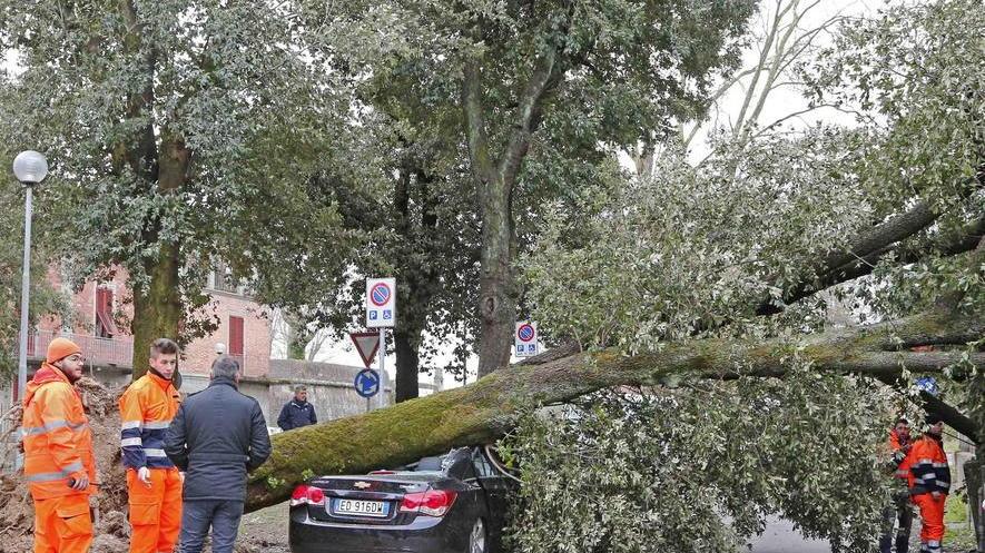 Sono 1.150 le piante sradicate in piazze, strade e giardini