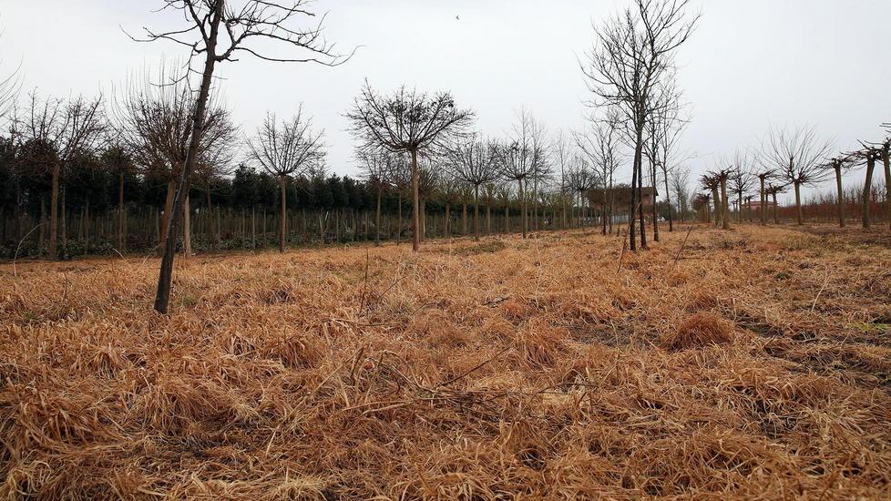 L’erba diventa gialla in una notte Non piace il proliferare dei vivai