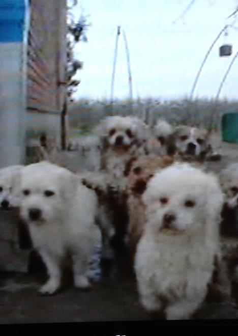 Casa con settanta cani: avvisata la magistratura 