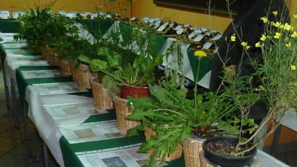 Piatti a base di erbe in dieci ristoranti per “Selvaggia”