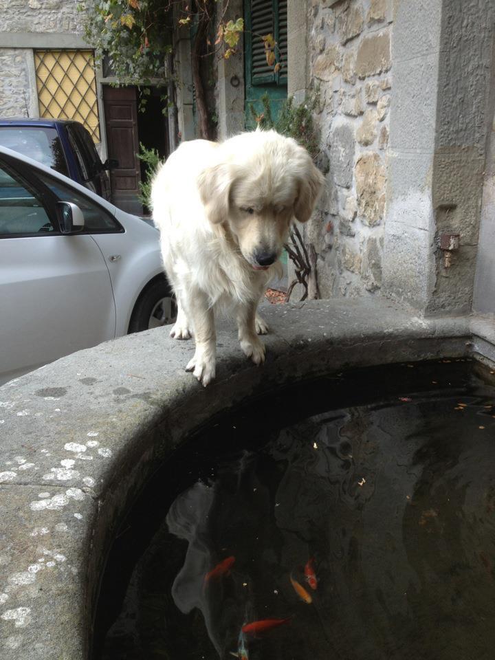 Giotto, il cane protagonista del caso