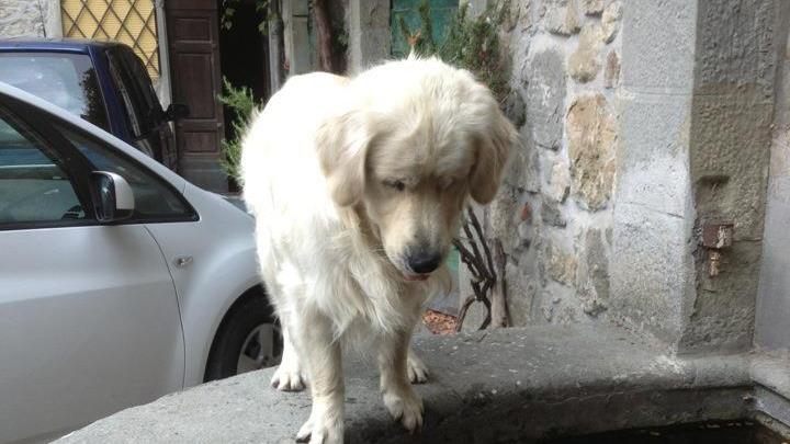 Giotto, il cane protagonista del caso