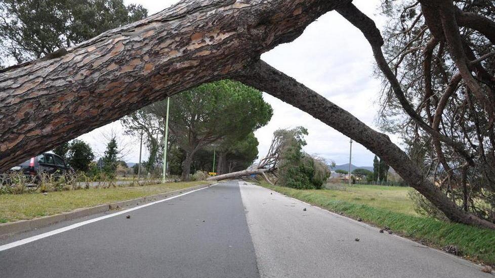 Quattromila quintali di legna due progetti di smaltimento