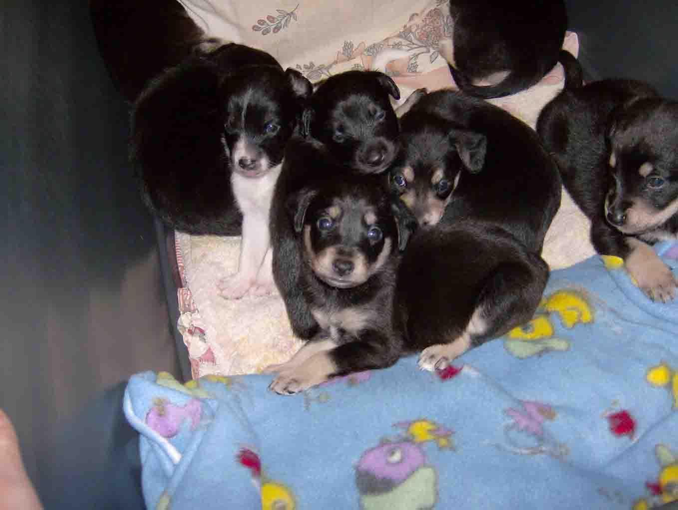 Una cucciolata (foto di archivio)
