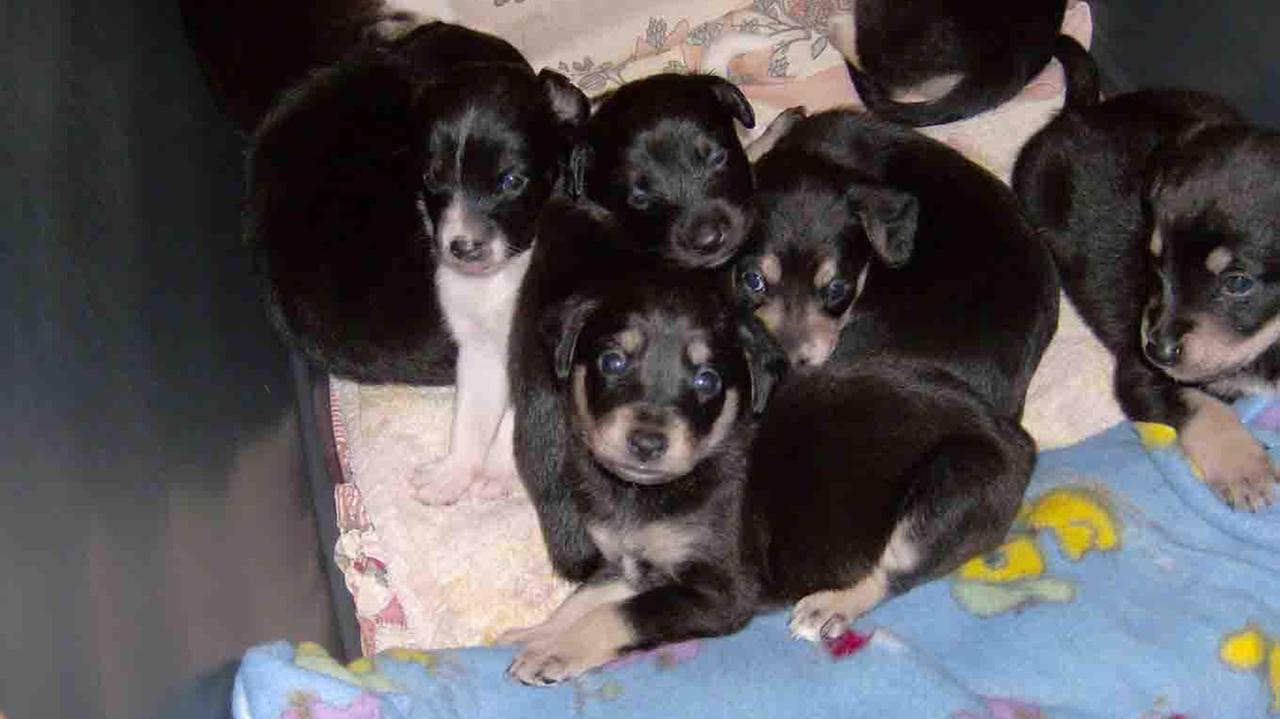 Una cucciolata (foto di archivio)