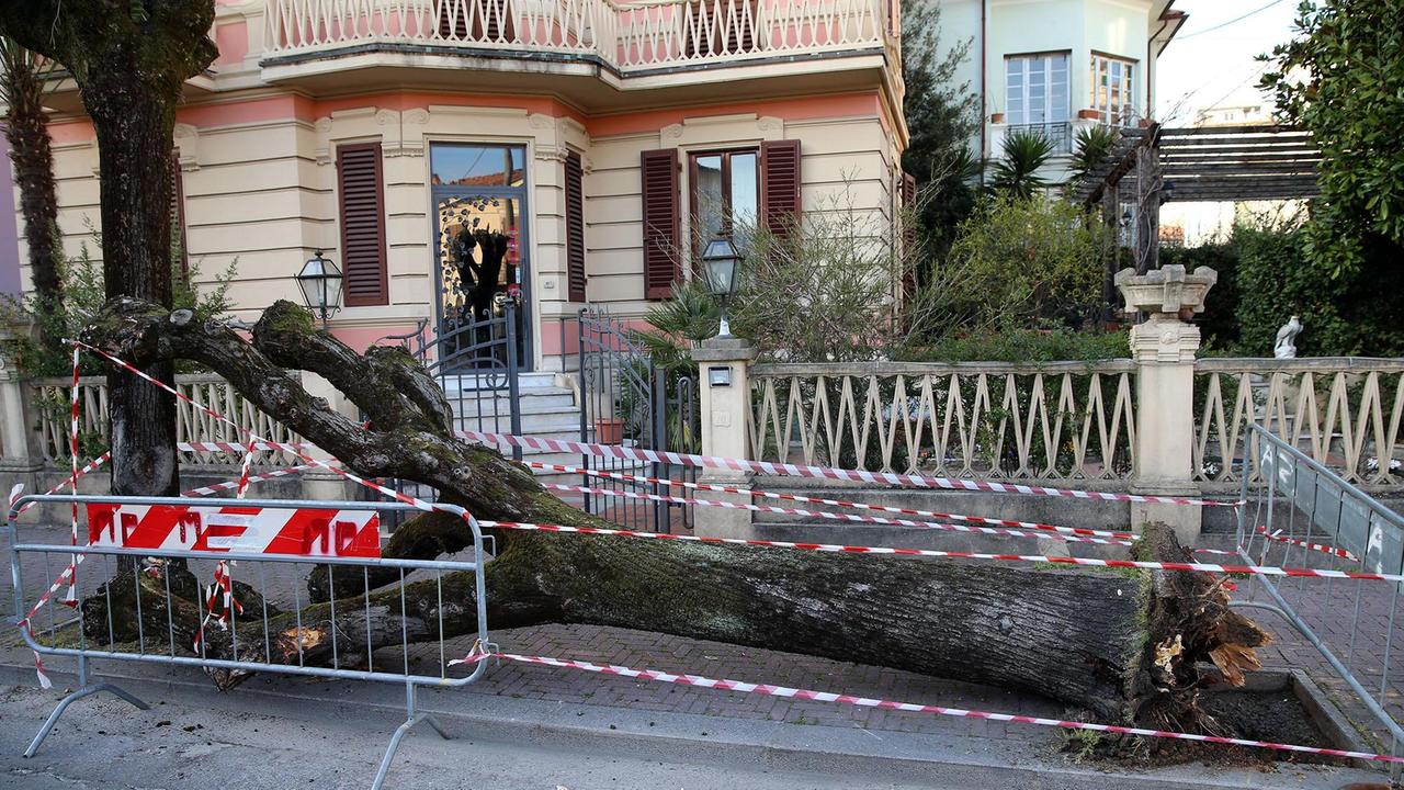 L'albero abbattuto lungo viale Rosselli (Foto Nucci)
