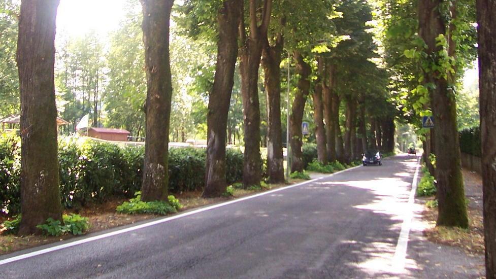 La Provincia gela i cittadini: nessun reimpianto per i tigli