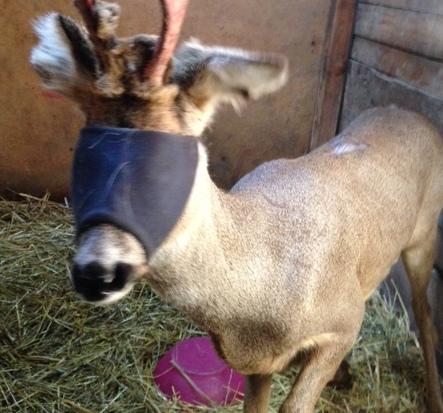 Capriolo in fuga per la città salvato da polizia e pompieri