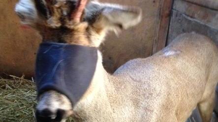 Capriolo in fuga per la città salvato da polizia e pompieri