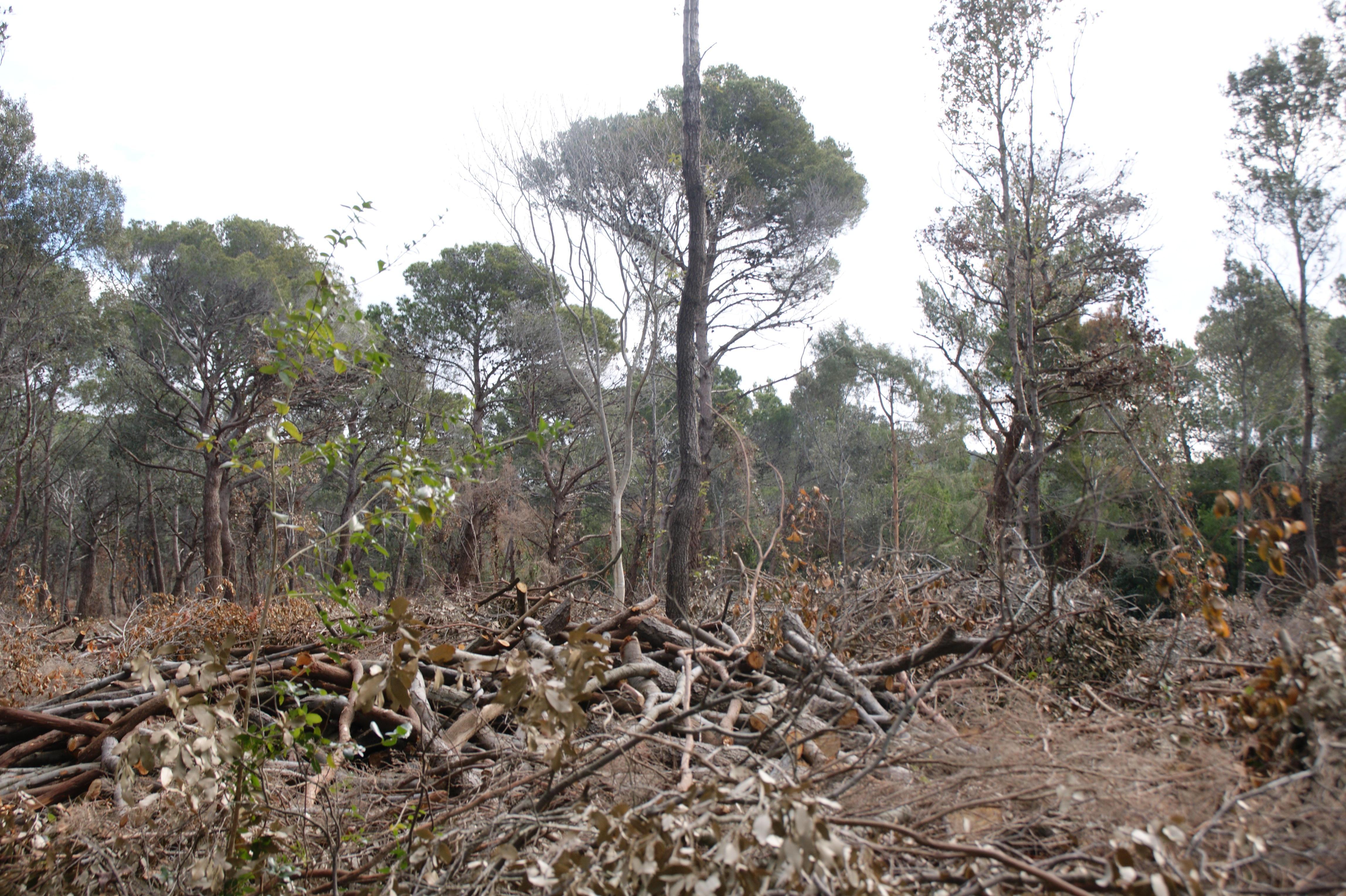 Ecco come è stato tagliato il bosco (foto di Paolo Pasquinelli)
