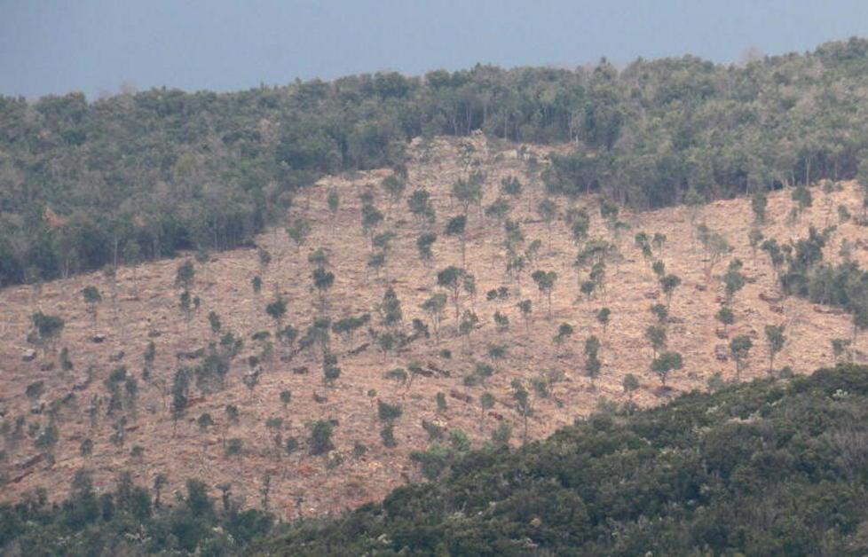 «Rientra nel parco la zona del taglio»
