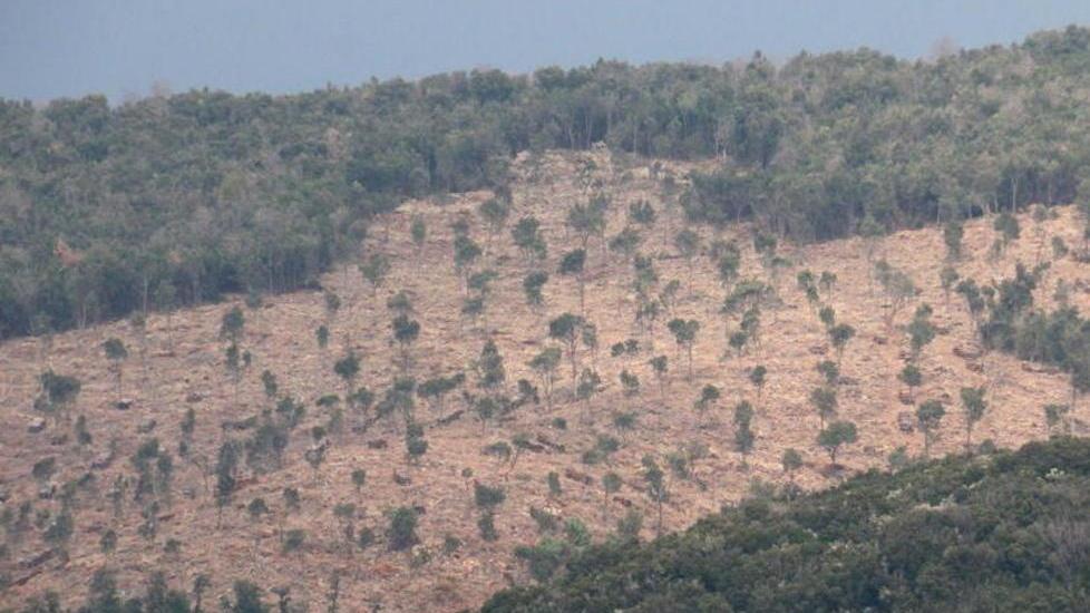 «Rientra nel parco la zona del taglio»