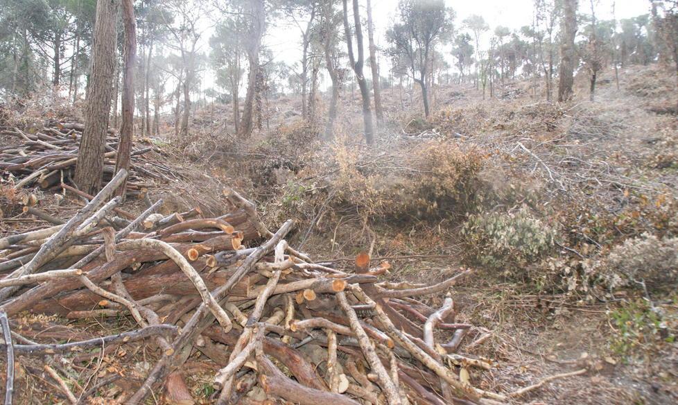 «A Quercianella spazzati via dieci ettari di alberi» 