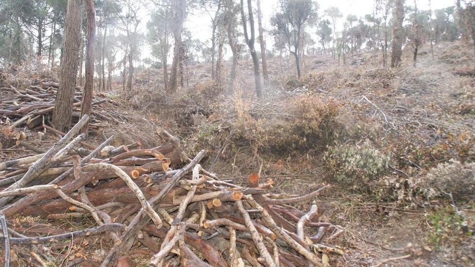 «A Quercianella spazzati via dieci ettari di alberi»