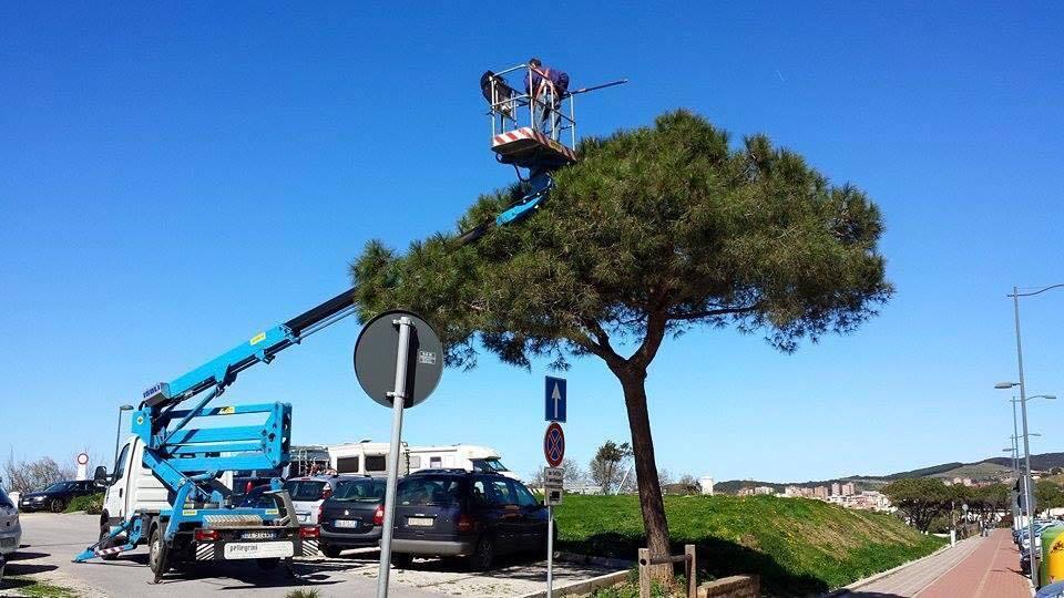 Un intervento contro le processionarie