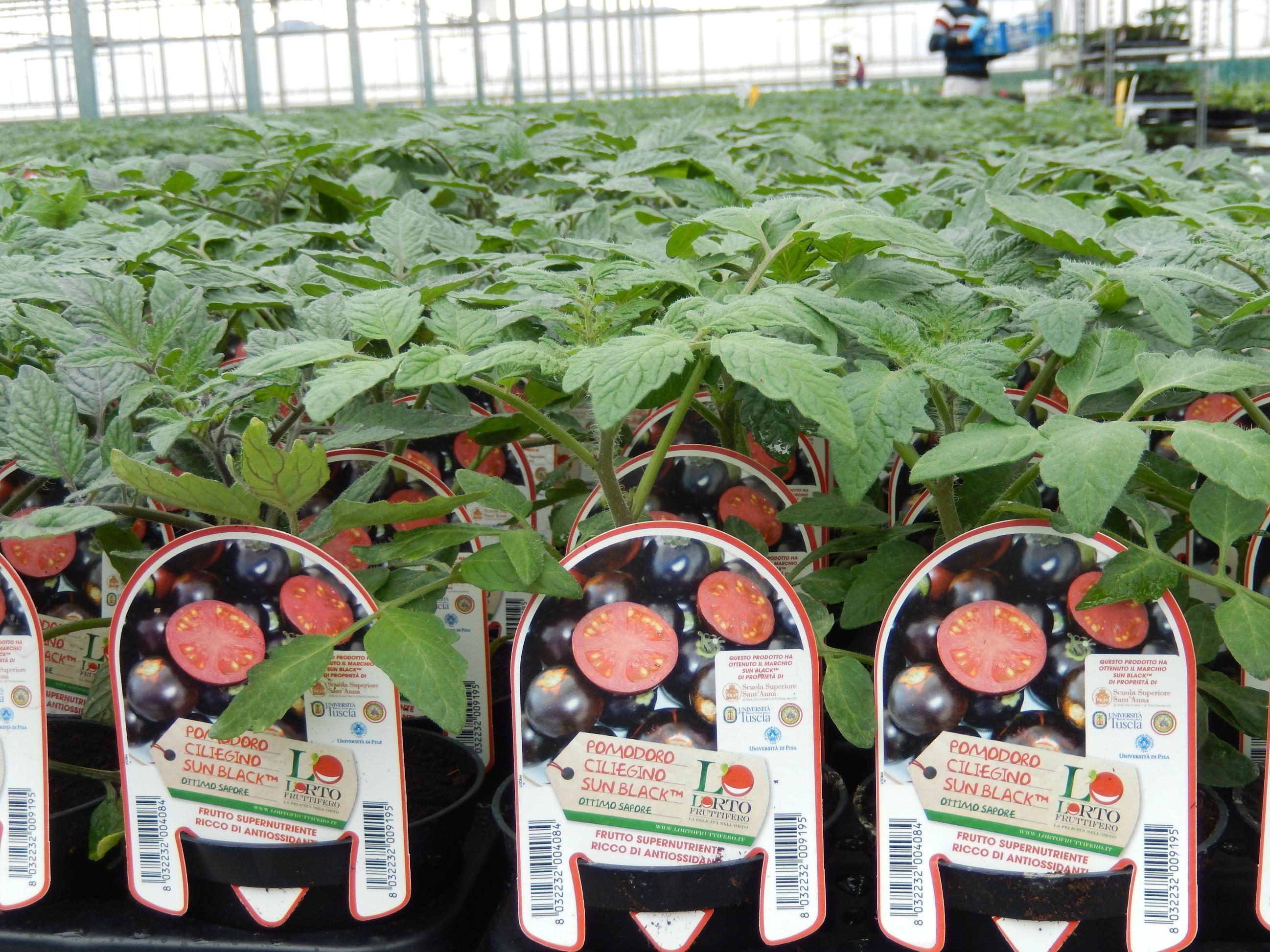 Piantine del “SunBlack”, il “pomodoro nero” 